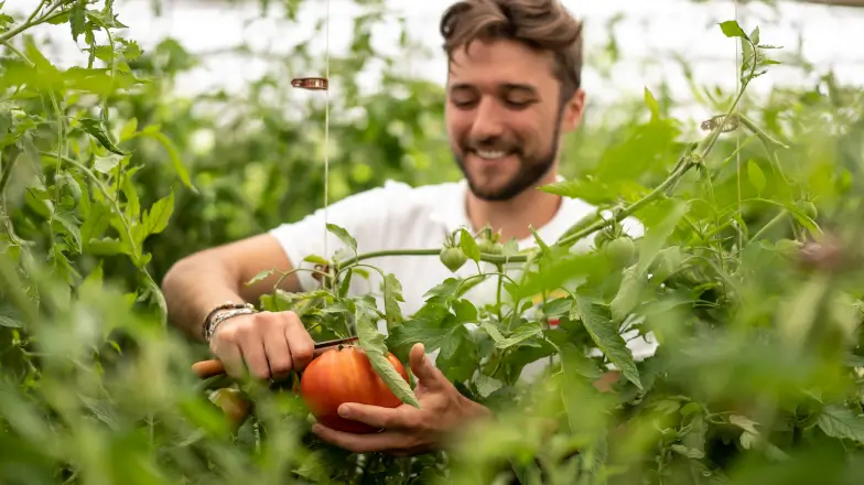Agriculteur coupant une tomate